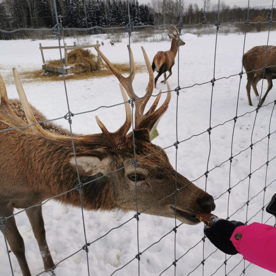Birzgales pamatskolas skolēni briežu dārzā 