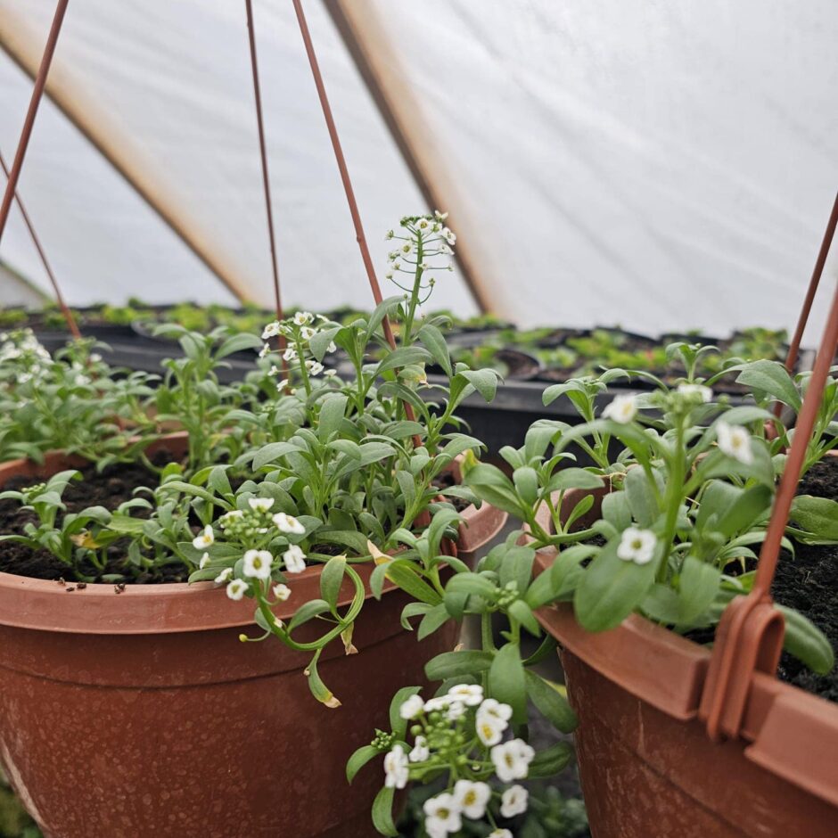 Skolēni dārzniecībā 