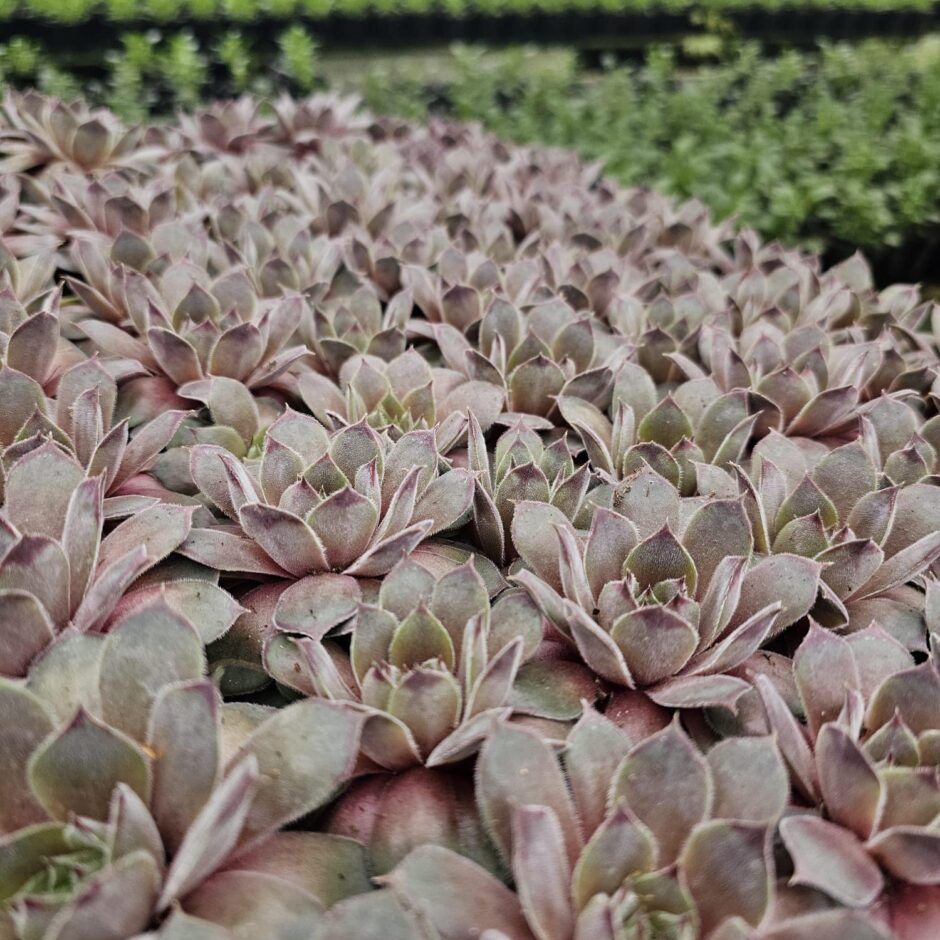 Skolēni dārzniecībā 