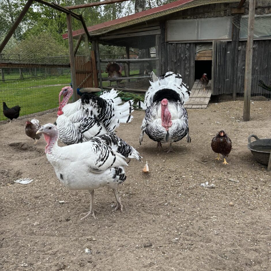 Mācību ekskursija uz Rundāles pili