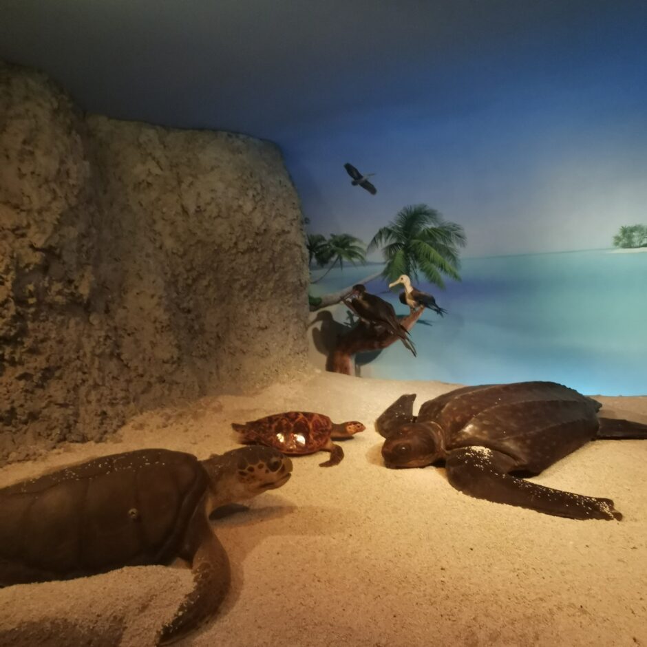 Jūras muzeja un Delfinārija apmeklēšana