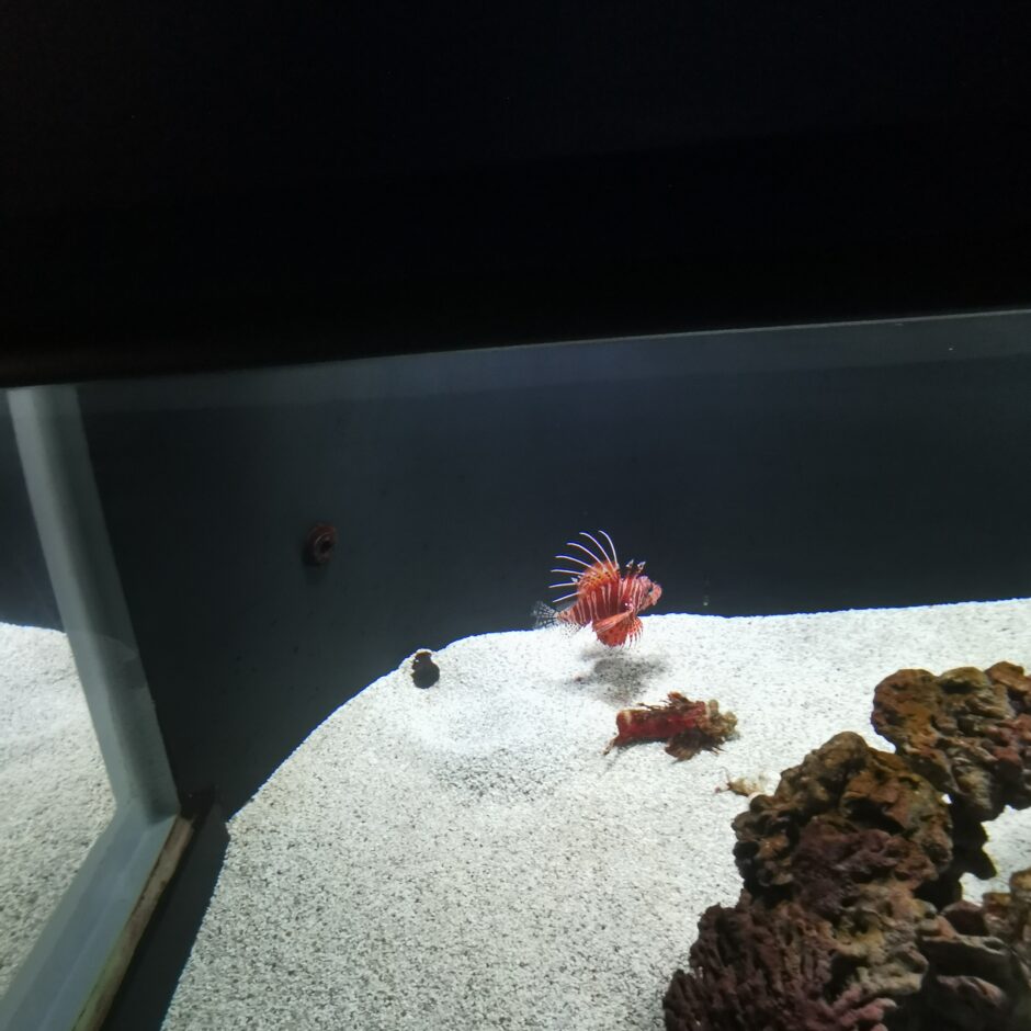 Jūras muzeja un Delfinārija apmeklēšana