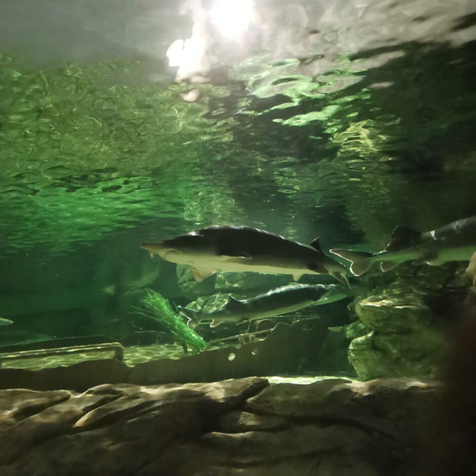 Jūras muzeja un Delfinārija apmeklēšana