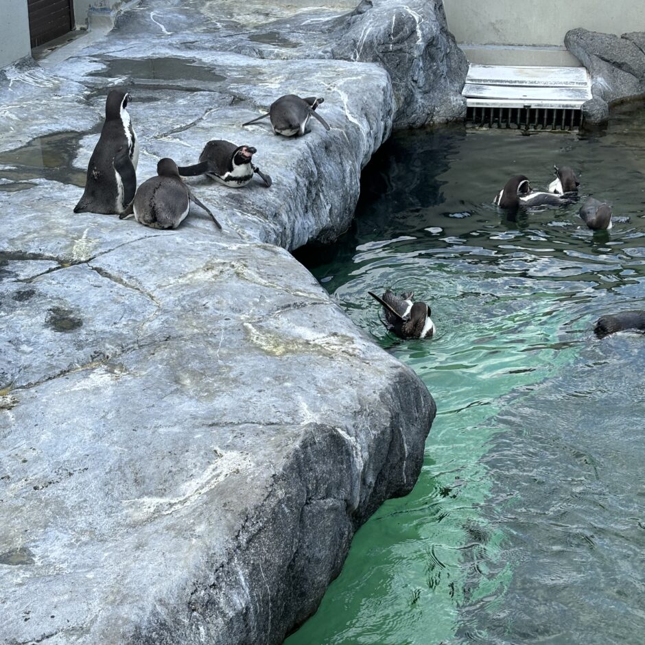 Jūras muzeja un Delfinārija apmeklēšana