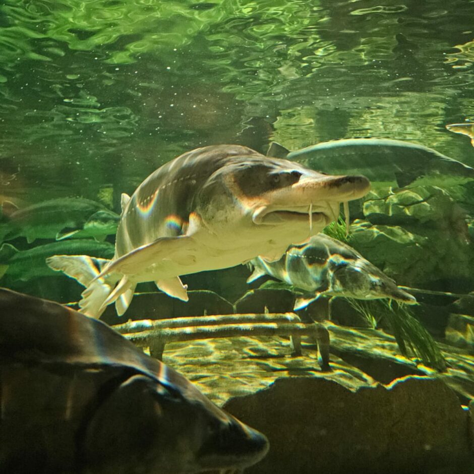 Jūras muzeja un Delfinārija apmeklēšana