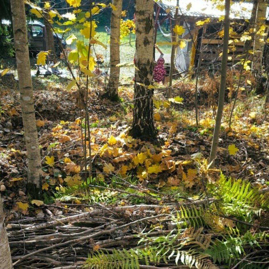 Ieskaties medniecības nozarē