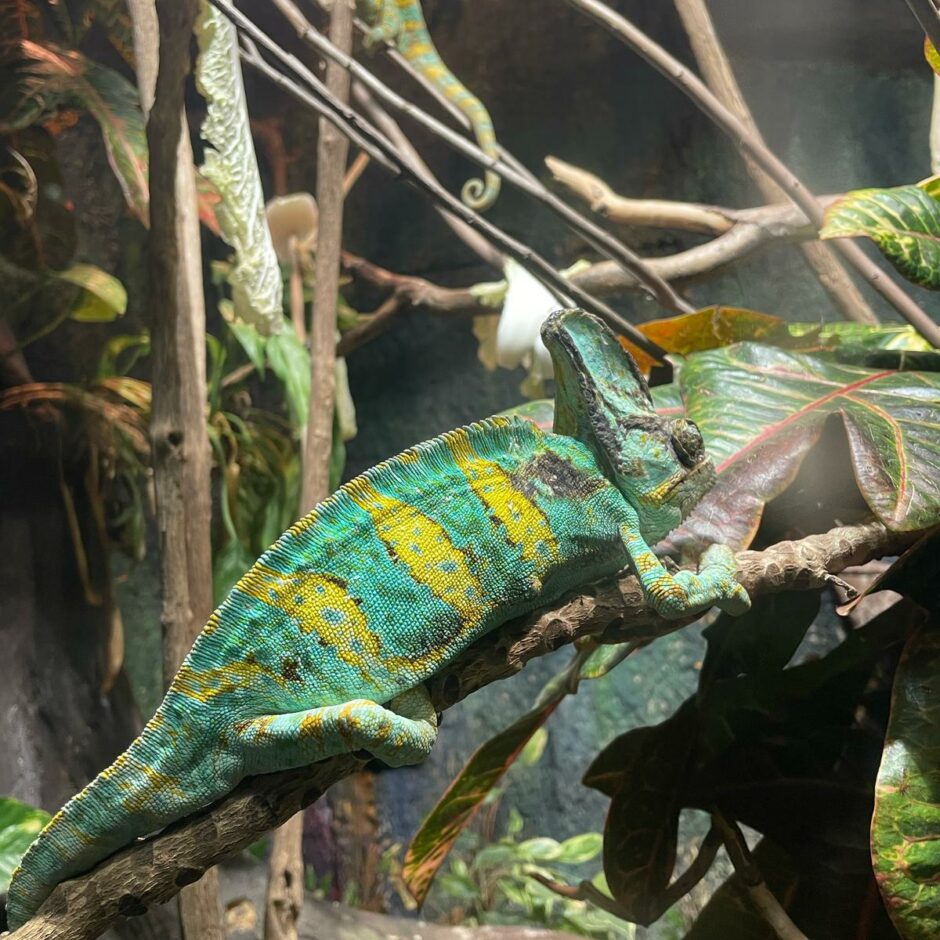 Zoo apmeklējums 6.klasei