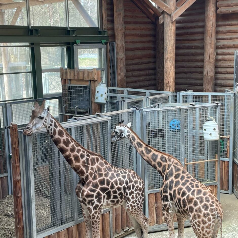 Zoo apmeklējums 6.klasei