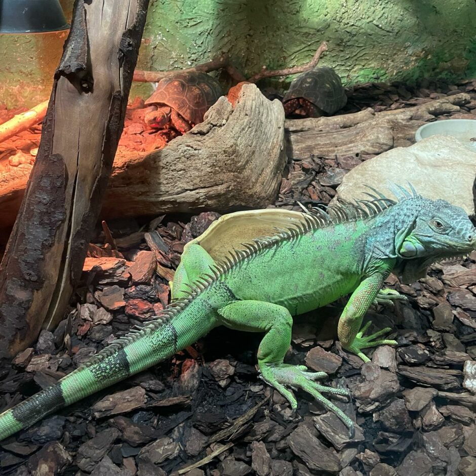 Zoo apmeklējums 6.klasei