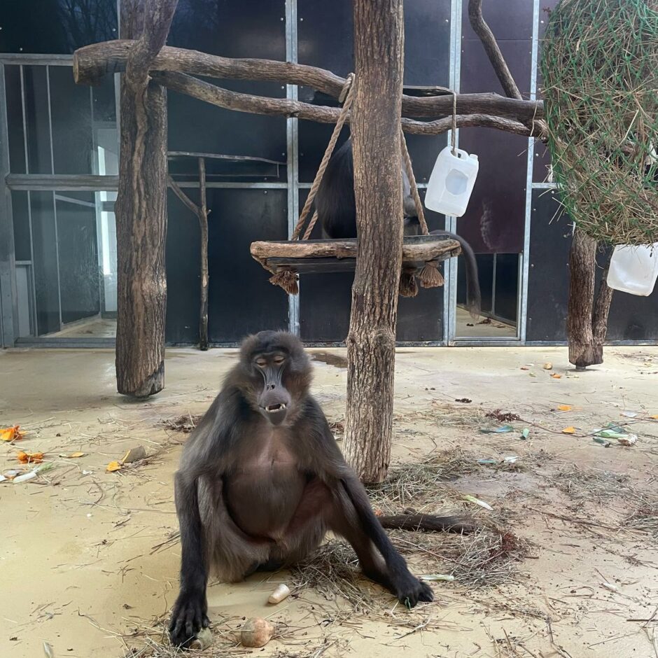 Zoo apmeklējums 6.klasei