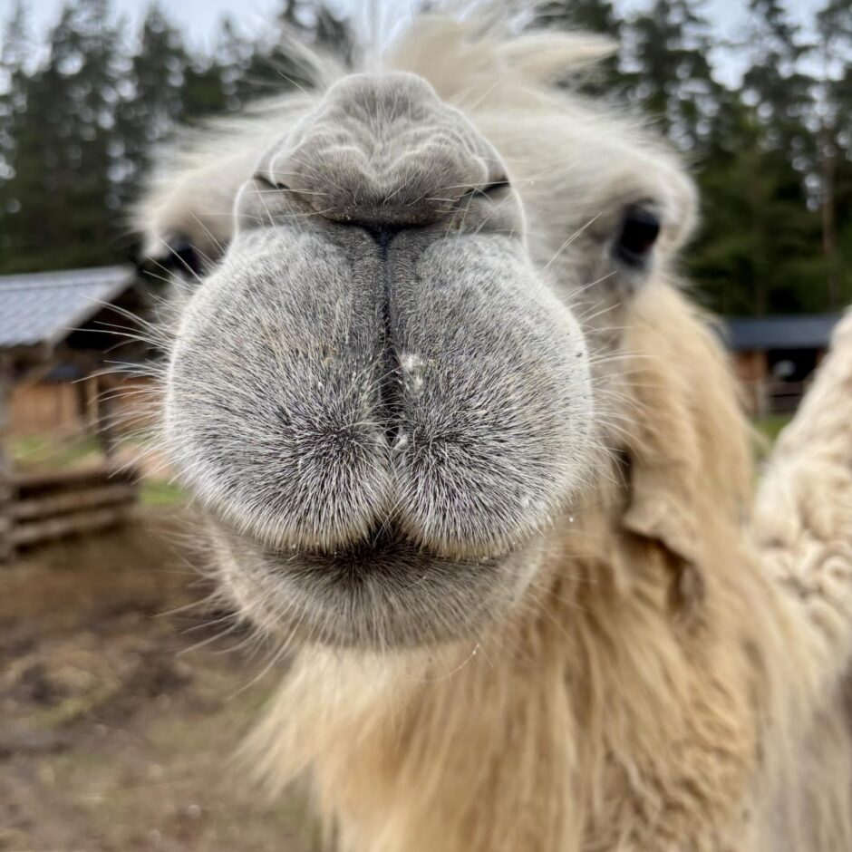 Cēsu pils apmeklējums