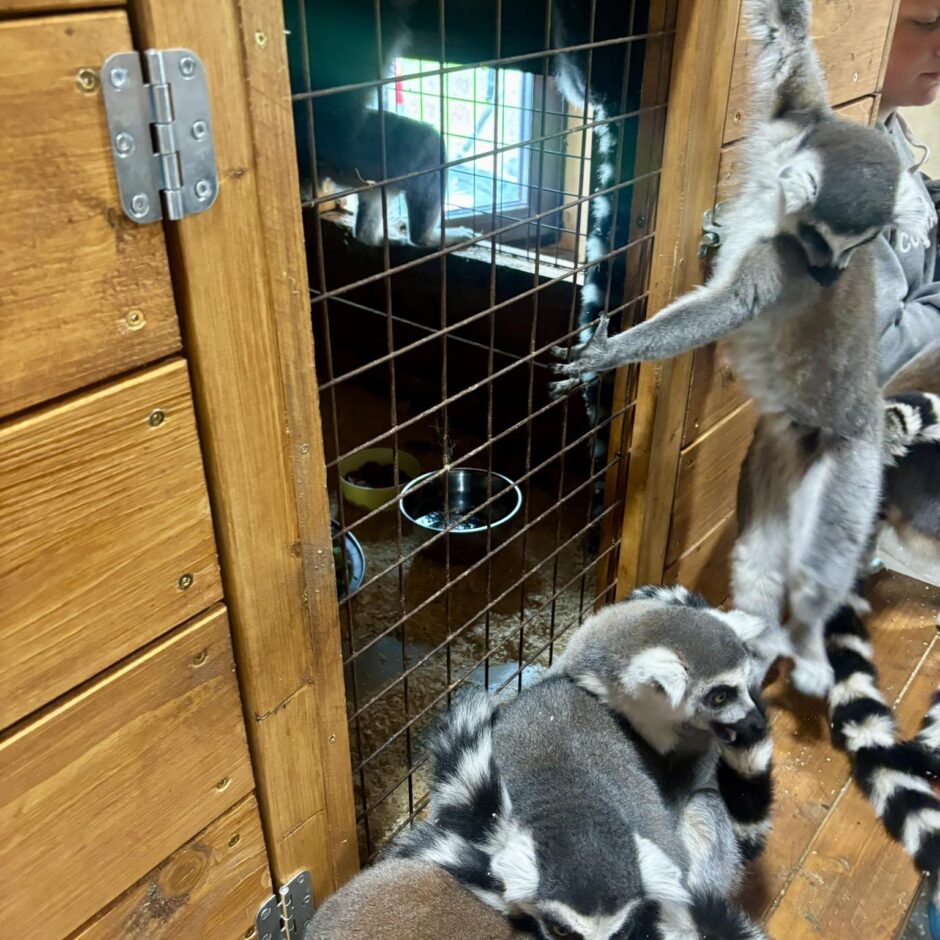 Cēsu pils apmeklējums