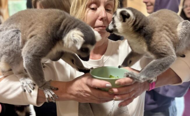 Cēsu pils apmeklējums