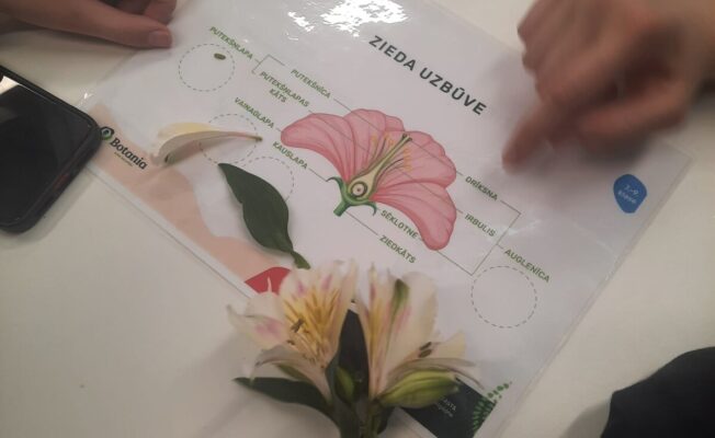 7.klases skolēni nodarbībā Salaspils botāniskajā dārzā. Divas rokas darbojas ar ziedu uzbūves mācību materiāliem uz balta galda. Viena roka tur dzelteni-baltu ziedu, bet otra rāda uz laminētu lapu, kurā attēlota diagramma ar virsrakstu 