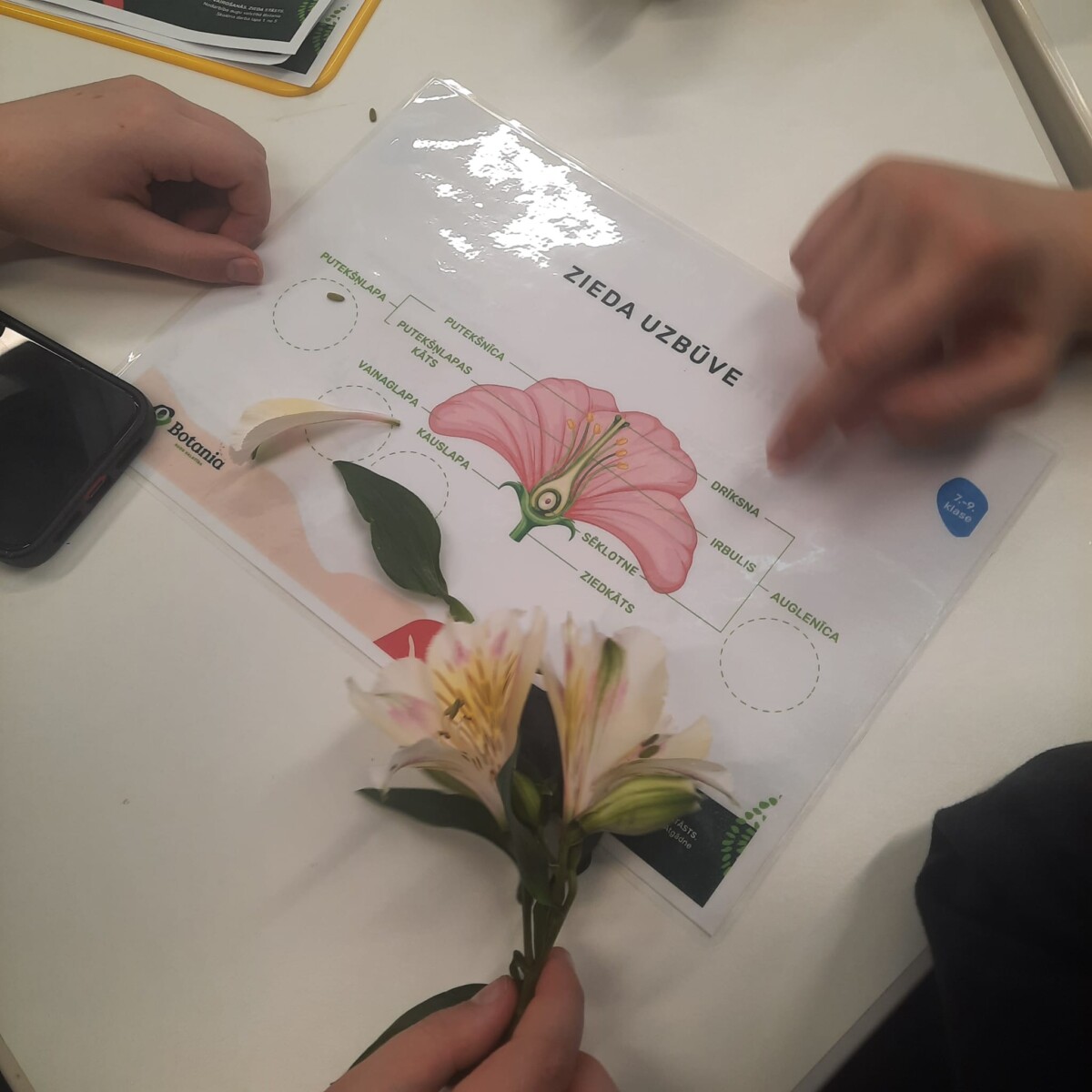 7.klases skolēni nodarbībā Salaspils botāniskajā dārzā. Divas rokas darbojas ar ziedu uzbūves mācību materiāliem uz balta galda. Viena roka tur dzelteni-baltu ziedu, bet otra rāda uz laminētu lapu, kurā attēlota diagramma ar virsrakstu 